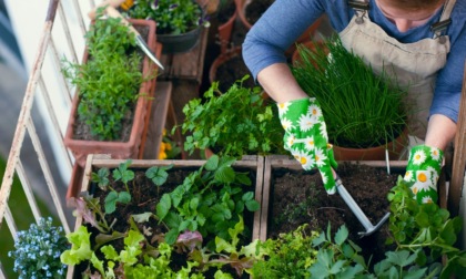 A ogni stagione il suo ortaggio: ecco come possiamo coltivare tutto l'anno