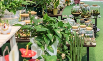 Piante da interno: una ricchezza da sfruttare, rendono la casa più bella e più sana