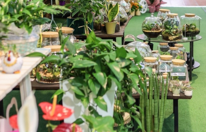 Piante da interno: una ricchezza da sfruttare, rendono la casa più bella e più sana