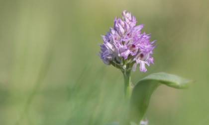 Festival delle Orchidee Spontanee a Villa di Serio: tre giorni di eventi tra arte e natura