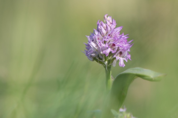 Festival delle Orchidee Spontanee a Villa di Serio: tre giorni di eventi tra arte e natura