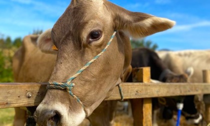 A Valmarina torna la Fiera del Parco dei Colli, con un ricco cartellone di iniziative