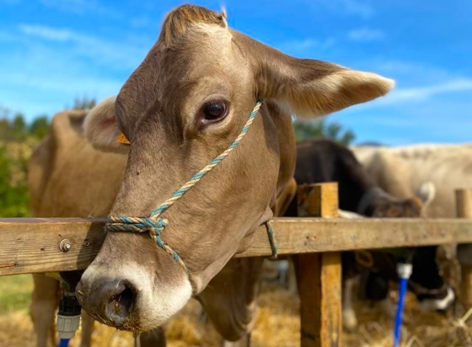 A Valmarina torna la Fiera del Parco dei Colli, con un ricco cartellone di iniziative
