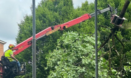Villaggio degli sposi: «Lo scempio continua, ancora piante tagliate per la linea e-Brt»