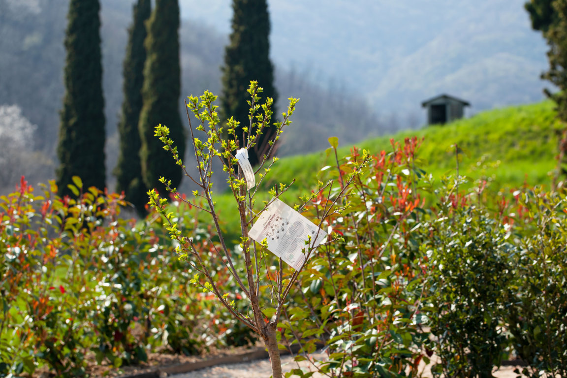 fiorifrutteto e giardino_F (2)