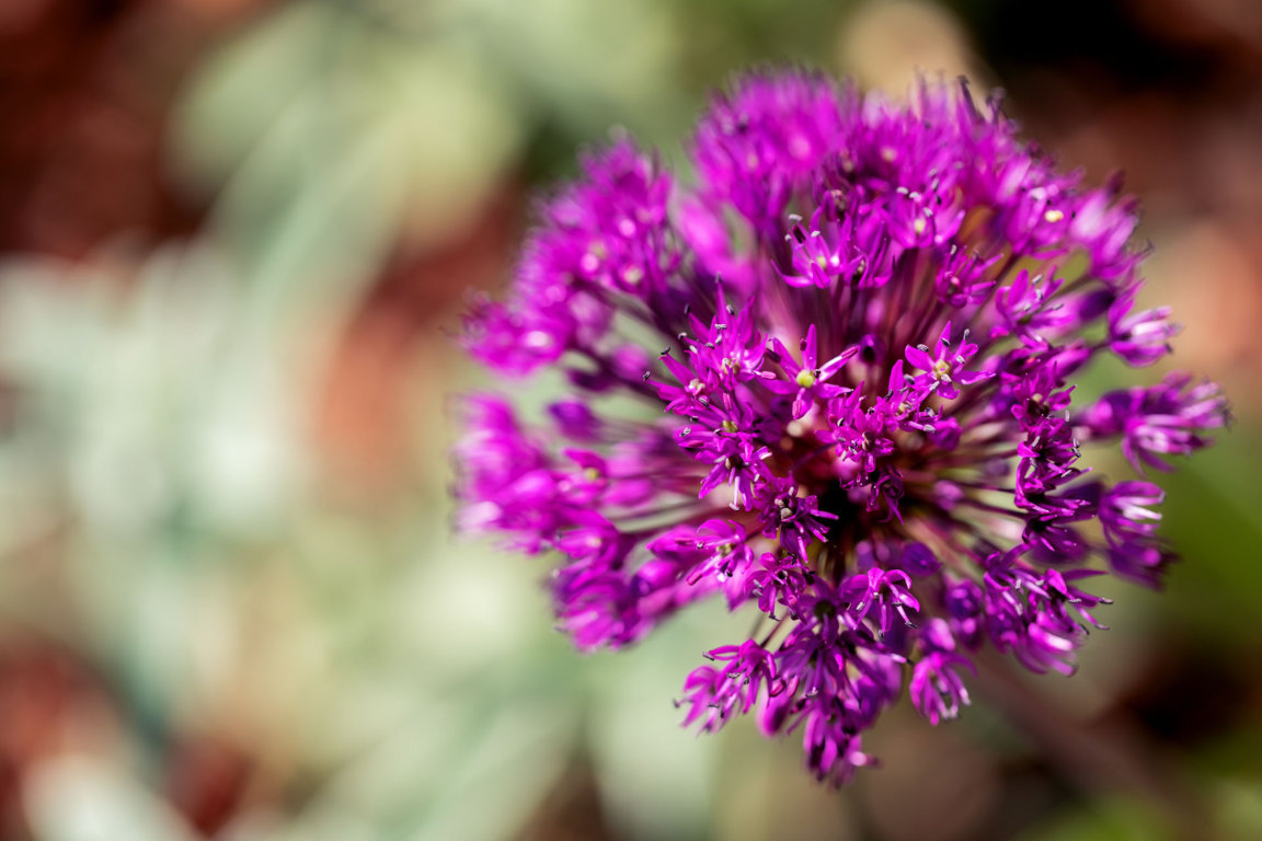 fiorifrutteto e giardino_F (3)