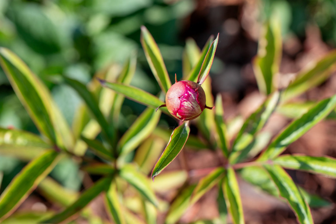 fiorifrutteto e giardino_F (4)