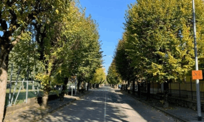 Ponte San Pietro, petizione online per salvare gli alberi del Villaggio
