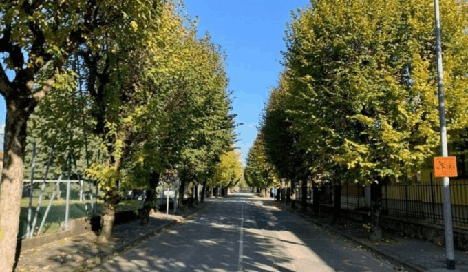 Ponte San Pietro, petizione online per salvare gli alberi del Villaggio