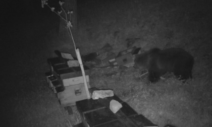 Le foto dell'orso bruno che si è mangiato api e miele di alcune arnie alla conca dei Campelli