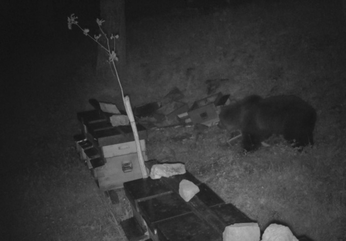 Le foto dell’orso bruno che si è mangiato api e miele di alcune arnie alla conca dei Campelli