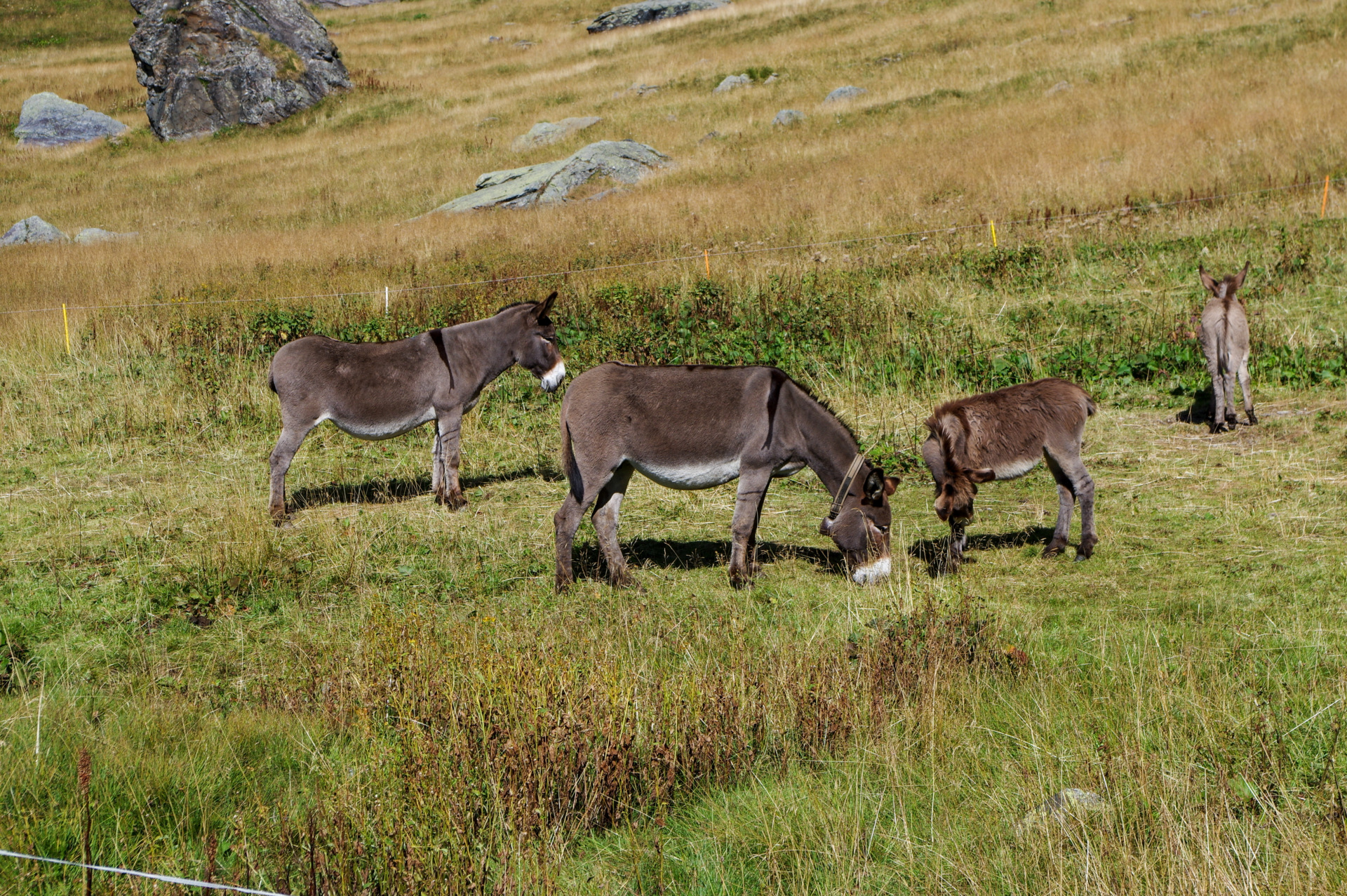 5 - Gita rifugio Tagliaferri