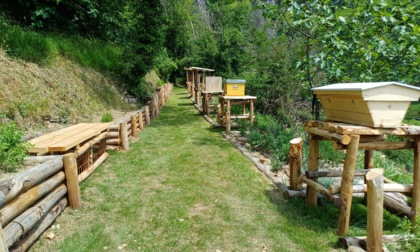 Le api trovano nuova casa: apre il nuovo parco apistico dell'Orto Botanico di Astino