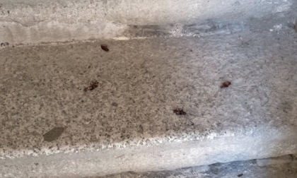 Una corte di via Vallazza a Canonica invasa da scarafaggi, topi e carcasse di animali