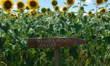 Il primo labirinto di girasoli tra Bergamo e Milano: un'esperienza unica a Treviglio
