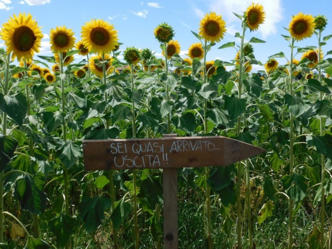 Il primo labirinto di girasoli tra Bergamo e Milano: un’esperienza unica a Treviglio