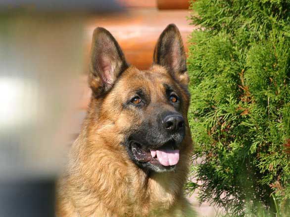 Pastore Tedesco lasciato in auto a Treviglio: denunciata una 45enne per maltrattamenti