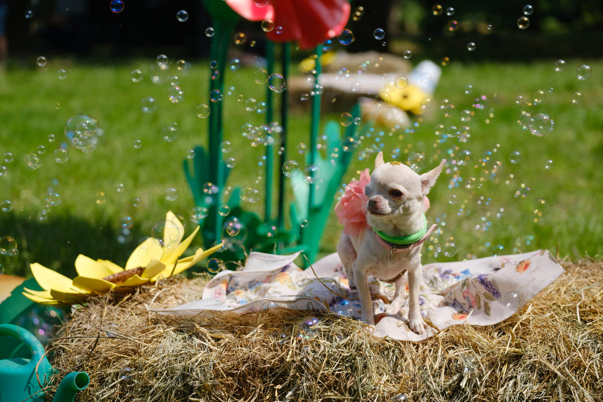Pet Flower Parade - bolle 1