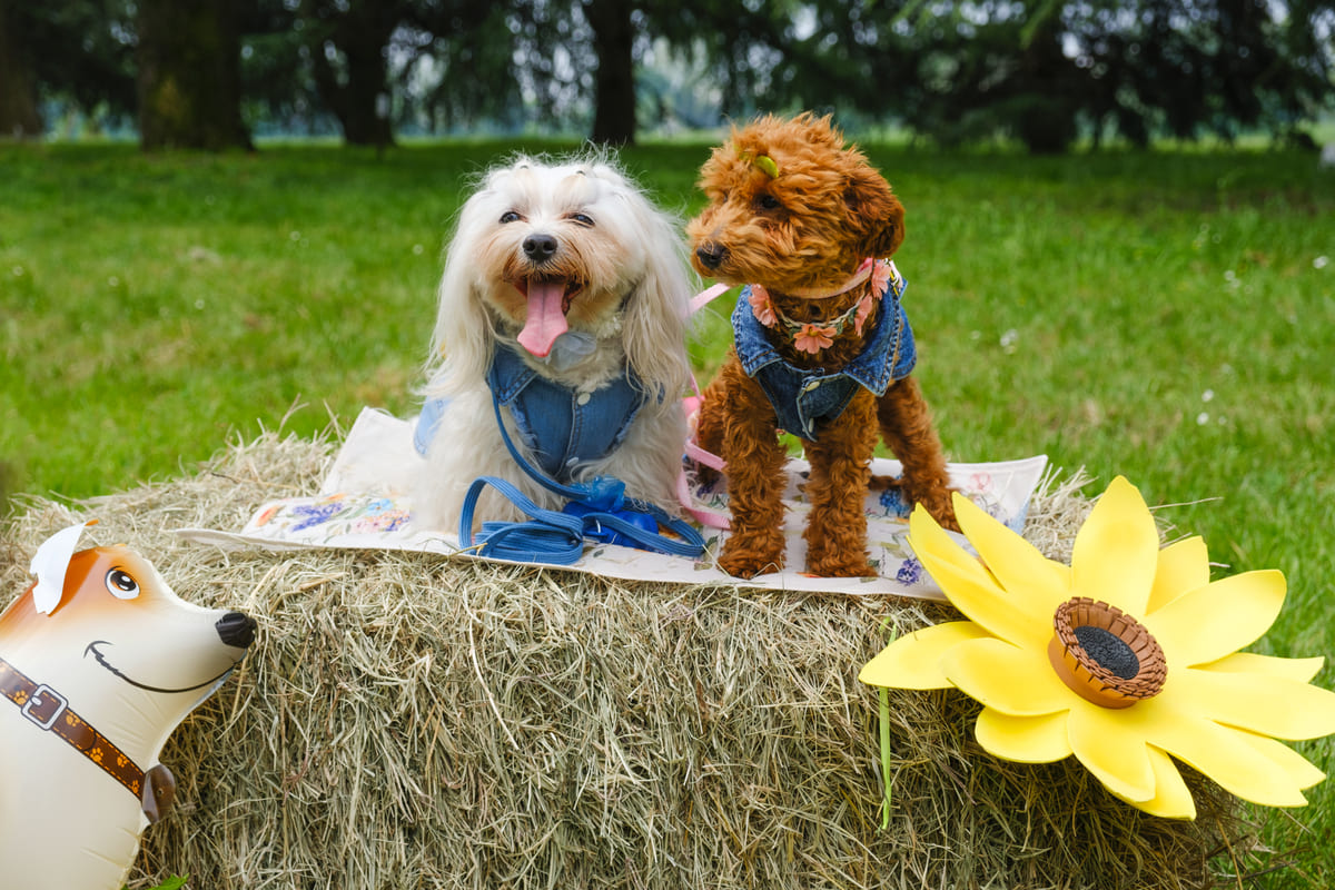 Pet Flower Parade - old selection 3