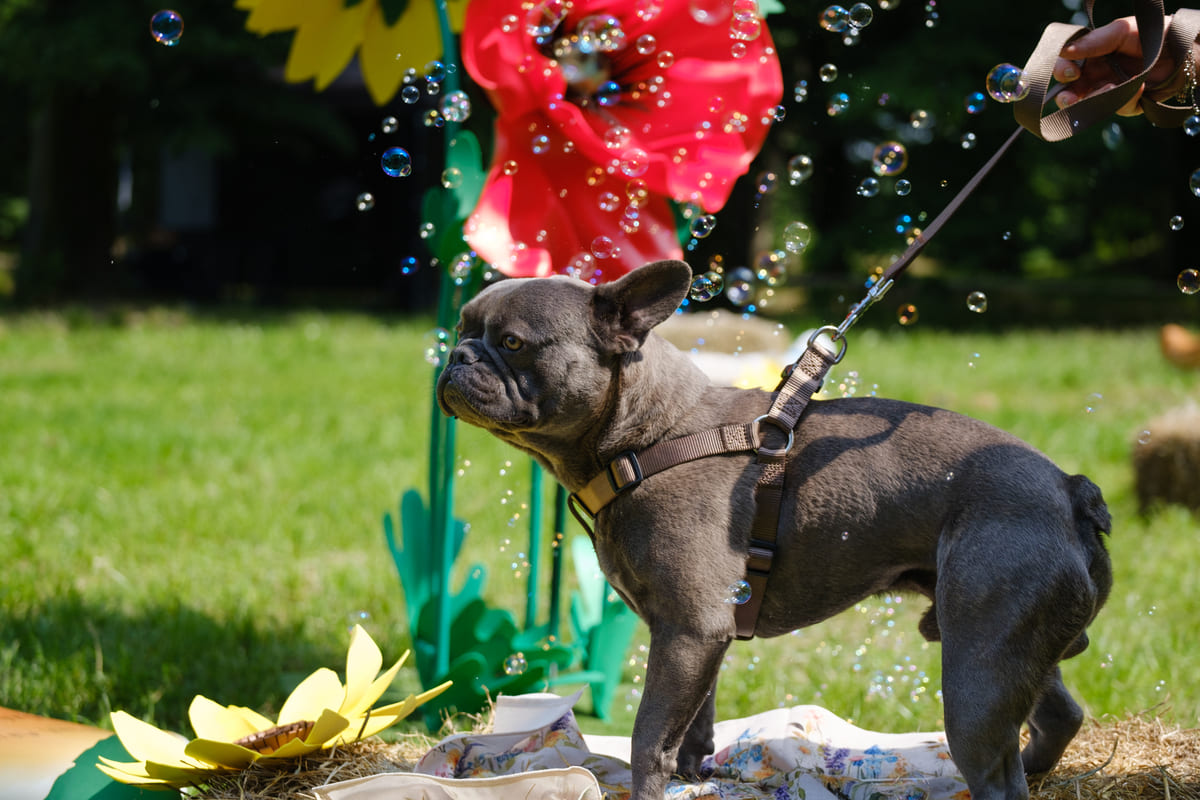 Pet Flower Parade - old selection 7