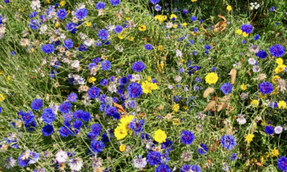 Erba alta nei prati a Curno? Non è incuria, ma un gesto di attenzione alla biodiversità