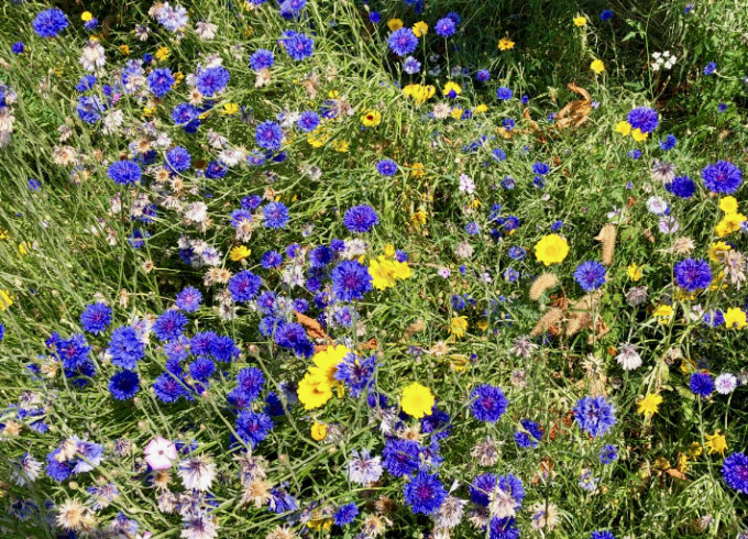 Erba alta nei prati a Curno? Non è incuria, ma un gesto di attenzione alla biodiversità