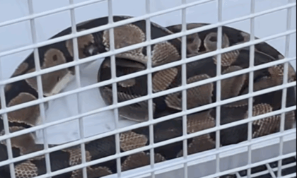 «C'è un serpente in un'auto», lo strano caso del pitone reale recuperato a Cassiglio