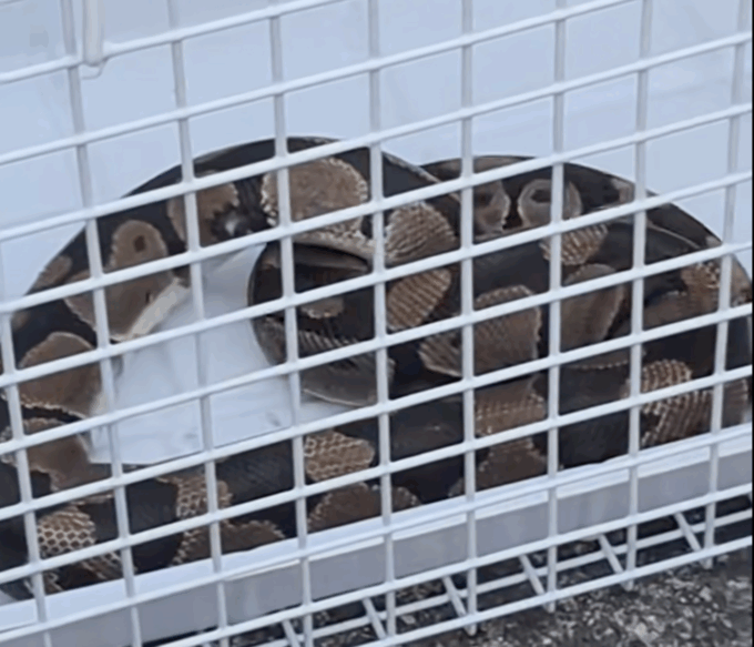 «C’è un serpente in un’auto», lo strano caso del pitone reale recuperato a Cassiglio