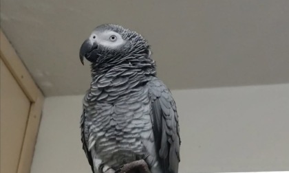 Si cerca il pappagallo Dora in zona Redona: l'appello della proprietaria per ritrovarla