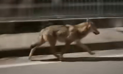 Un lupo tra le vie di Camerata Cornello: il video pubblicato da un automobilista