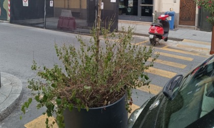 «L'amministrazione di Bergamo non ha il pollice verde»: la critica di un cittadino