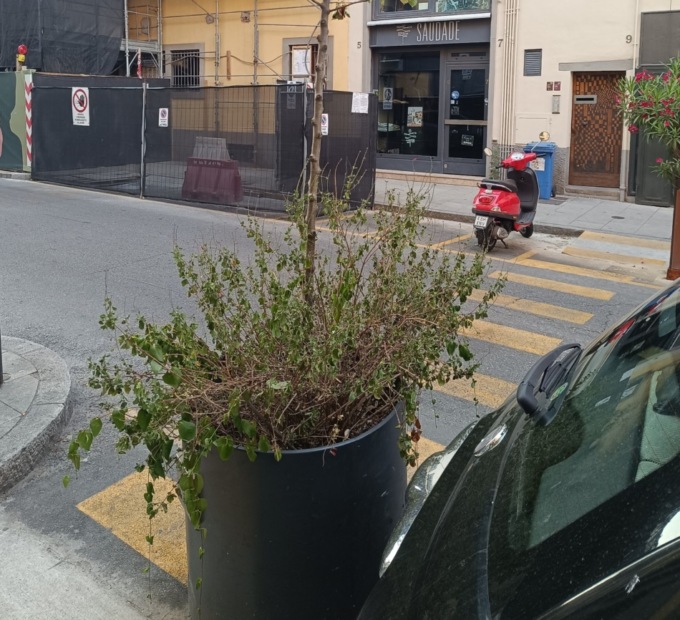 «L’amministrazione di Bergamo non ha il pollice verde»: la critica di un cittadino