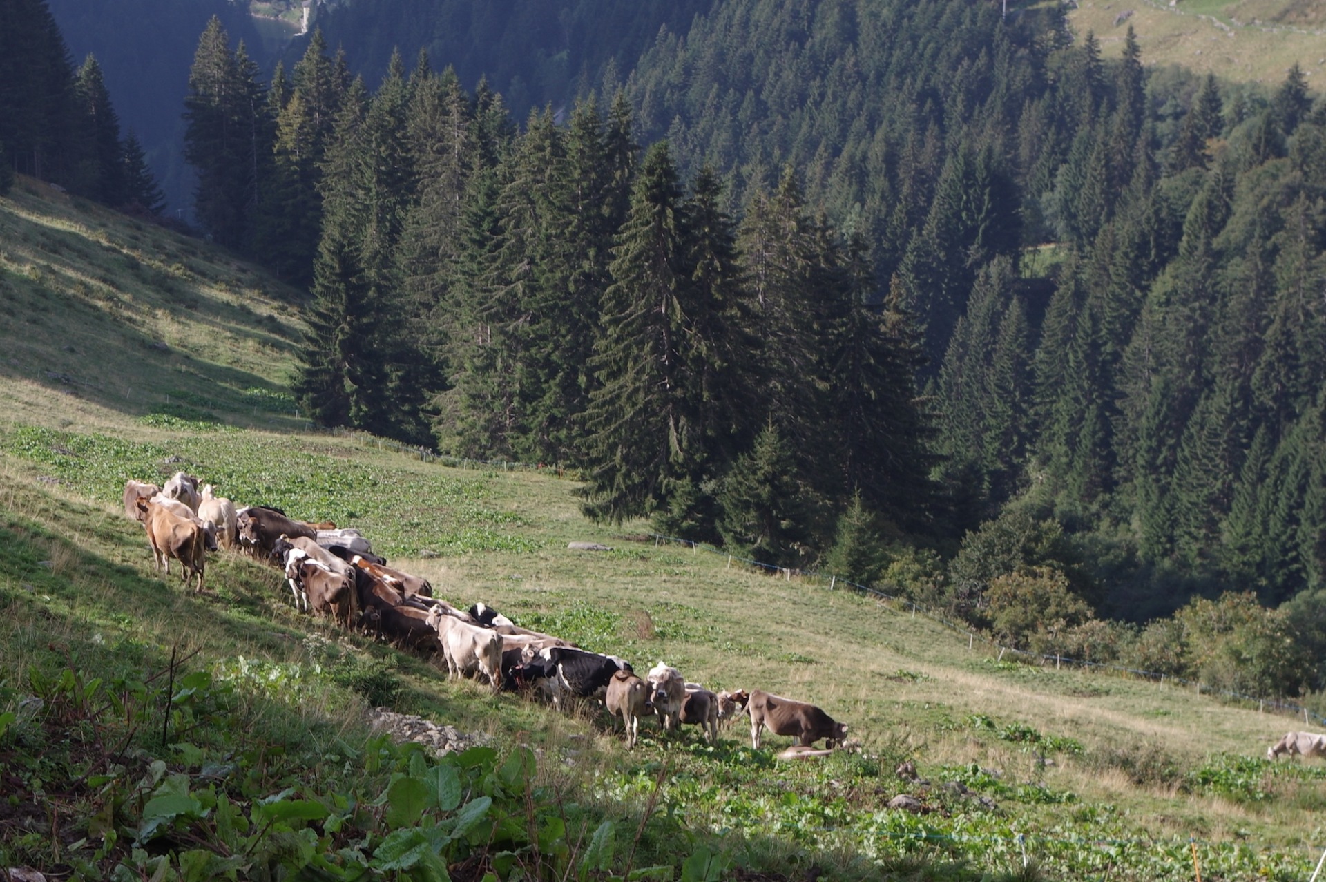 3 - Mucche al pascolo