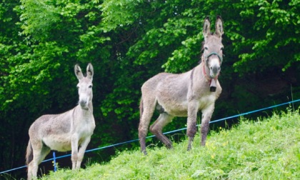 Tutti gli eventi del fine settimana (19 e 20 luglio) nelle nostre valli
