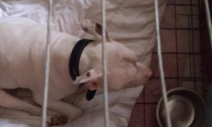 Trenta cani chiusi in gabbia e senza cure mediche:  denunciata donna con sindrome di Noè