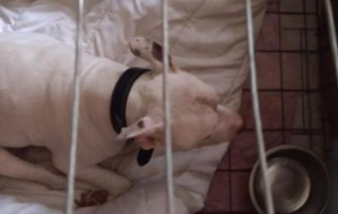 Trenta cani chiusi in gabbia e senza cure mediche:  denunciata donna con sindrome di Noè