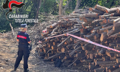 Agricoltore della Valcalepio disbosca terreno per farci un vigneto, ma non aveva i permessi