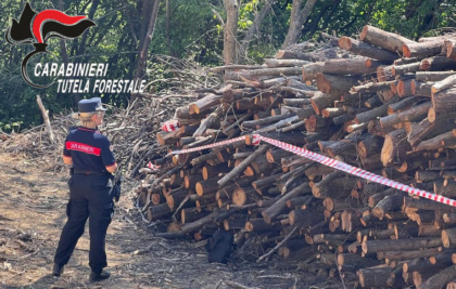 Agricoltore della Valcalepio disbosca terreno per farci un vigneto, ma non aveva i permessi