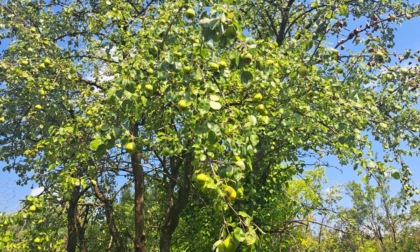 Bergamo punta sulla sicurezza cittadina legata agli alberi: nasce la “Carta della vulnerabilità”