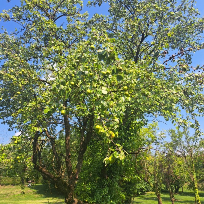 Bergamo punta sulla sicurezza cittadina legata agli alberi: nasce la “Carta della vulnerabilità”