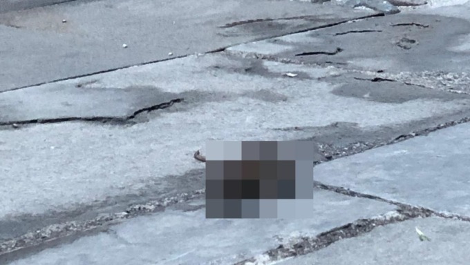 Anche topi morti in via San Tomaso a Bergamo: «Nessuno fa niente, qui è uno schifo»