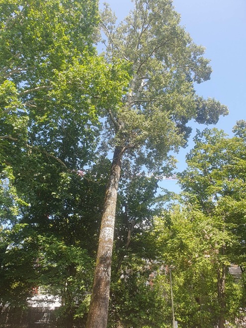 Dopo la caduta della quercia, il Comune dispone l’abbattimento di un pioppo al Parco Suardi