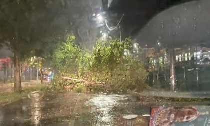 Maltempo, alberi abbattuti a Ponte San Pietro: ma allora aveva ragione il sindaco Macoli?