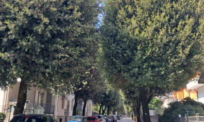 Via Manzoni a Dalmine cambia volto, ma anche qui è polemica sul taglio degli alberi