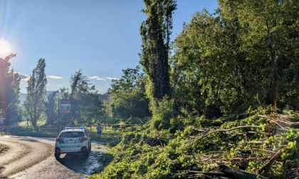 Con il maltempo decine di piante cadute... e rimosse in poche ore ad Alzano Lombardo