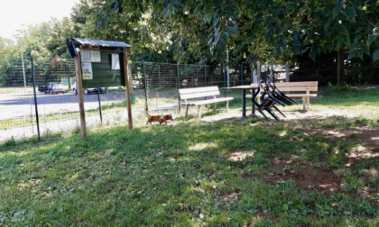 Un'area cani tutta nuova a Seriate. E il Comune lavora per migliorare le altre