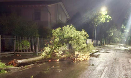 Piante tagliate, il sindaco di Ponte San Pietro scrive ai residenti e spiega le sue ragioni