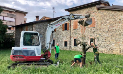 Salvati 14 ulivi e un fico dai lavori per il raddoppio: a Curno nascerà un nuovo uliveto
