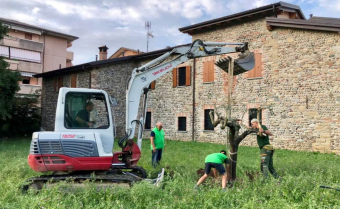 Salvati 14 ulivi e un fico dai lavori per il raddoppio: a Curno nascerà un nuovo uliveto