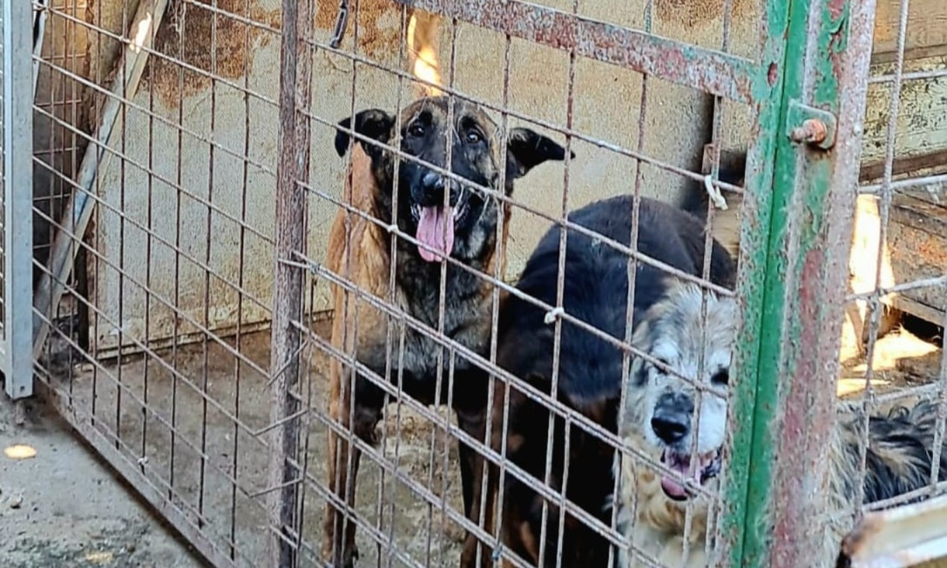 Treviglio-allevamento-cani-1360x816